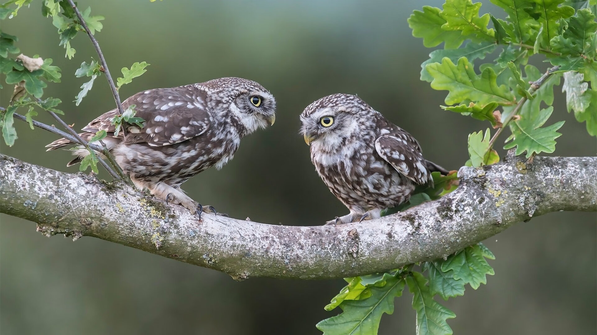 奥亚尔萨瓦尔爆发,日本掀翻巴黎,亚洲足球新纪元的序章?