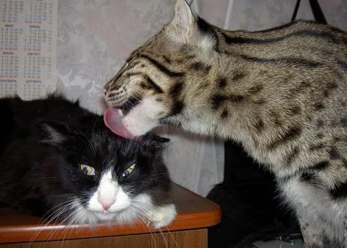 数据爆炸时代,萨拉赫现象与澳大利亚体育的轻取哲学