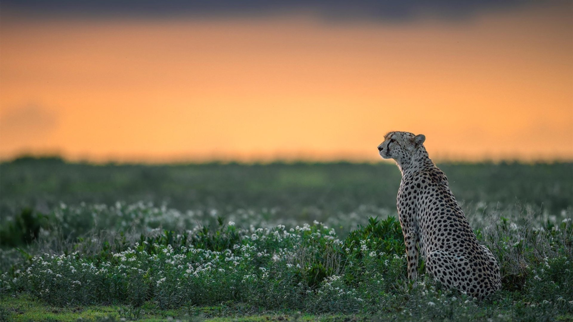 深圳队横扫山西队,保罗持续制造杀伤,战术执行与个人英雄主义的完美结合